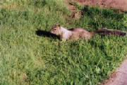boardmansquirrels2.jpg
