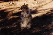 boardmansquirrels4.jpg