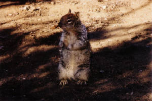 boardmansquirrels4.jpg